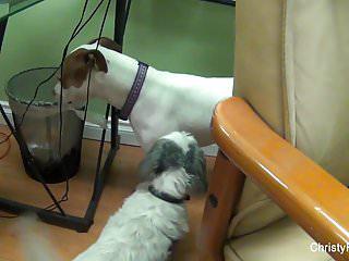 Christy Mack und Kirsten price treiben es