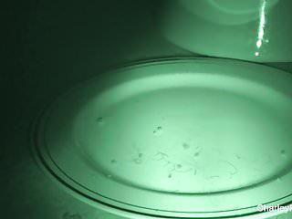 Geiler Fick mit der super sexy charley Chase