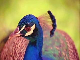 Vintage Porno der besten Pornos aller Zeiten